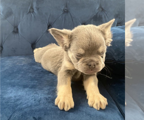 Medium Photo #7 French Bulldog Puppy For Sale in BAKERSFIELD, CA, USA