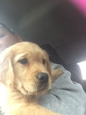 Golden Retriever Puppy for sale in STERLING HEIGHTS, MI, USA