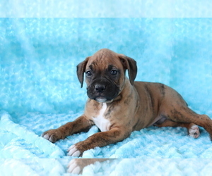Boxer Puppy for sale in SHILOH, OH, USA