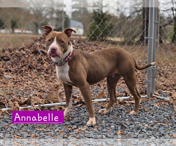 Medium Photo #2 Mutt Puppy For Sale in Albemarle, NC, USA