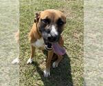 Small #1 Boxer Mix