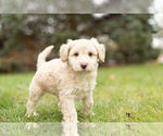 Small Photo #3 Schnoodle (Miniature) Puppy For Sale in WARSAW, IN, USA