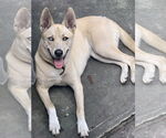 Small American Pit Bull Terrier-Huskies Mix