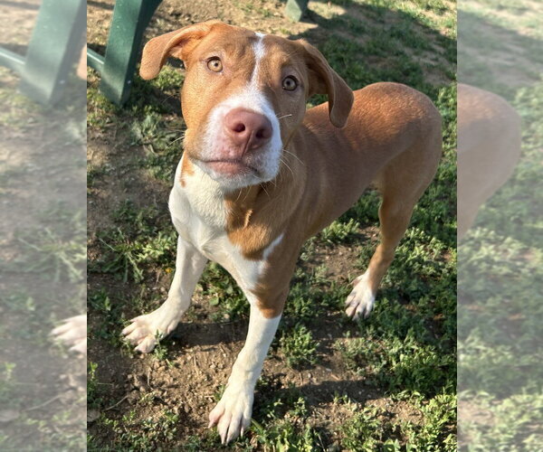 Medium Photo #3 Beagle-Unknown Mix Puppy For Sale in Evansville, IN, USA