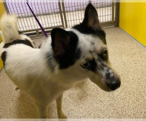 Schipperke-Unknown Mix Dogs for adoption in Ames, IA, USA