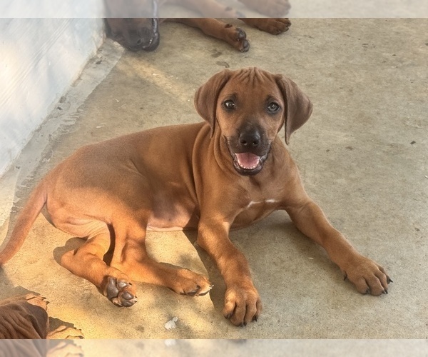 Medium Photo #14 Rhodesian Ridgeback Puppy For Sale in MADISON, GA, USA