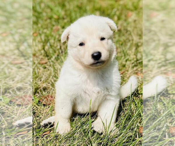 Medium Photo #4 German Shepherd Dog Puppy For Sale in CARDINGTON, OH, USA