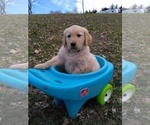 Small Photo #17 Golden Retriever Puppy For Sale in WARRENSBURG, MO, USA