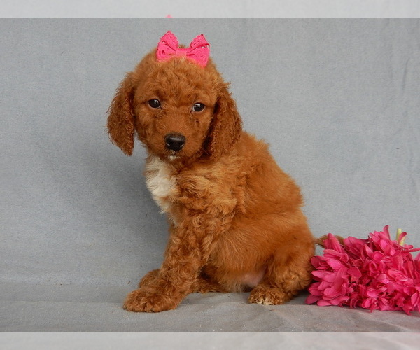 Medium Photo #7 Goldendoodle Puppy For Sale in MILLERSBURG, OH, USA
