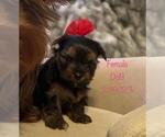 Small Photo #5 Yorkshire Terrier Puppy For Sale in SACRAMENTO, CA, USA