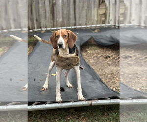 Jethro - Male Coonhound Dog for Adoption - Photo #2
