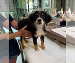 Small Australian Shepherd