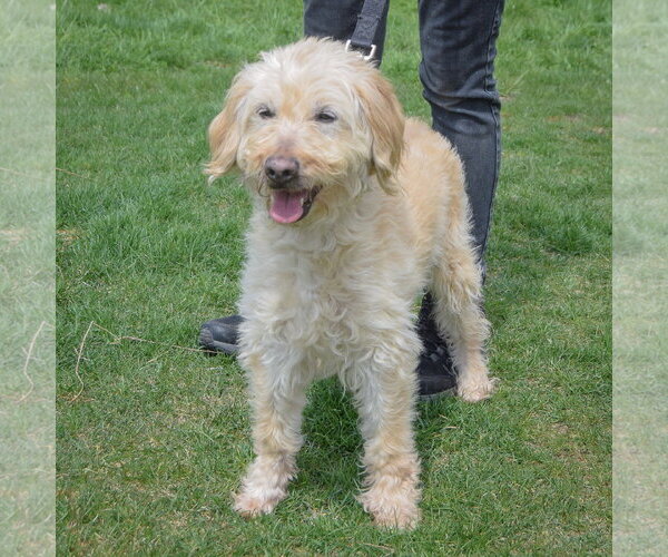 Medium Photo #3 Golden Retriever-Unknown Mix Puppy For Sale in Huntley, IL, USA