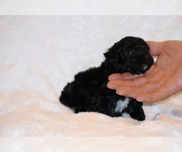 Medium Photo #13 Poodle (Toy) Puppy For Sale in DYERSBURG, TN, USA