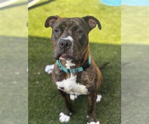 American Pit Bull Terrier-Unknown Mix Dogs for adoption in Elk Grove, CA, USA