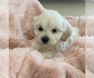 Maltipoo Puppy for sale in KAGEL CANYON, CA, USA