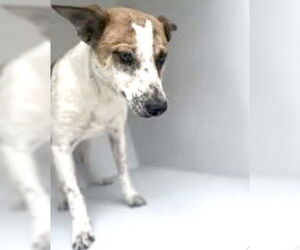 Mutt Dogs for adoption in Houston, TX, USA