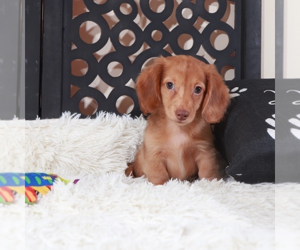 Medium Photo #3 Dachshund Puppy For Sale in MOUNT VERNON, OH, USA