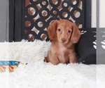 Small #2 Dachshund