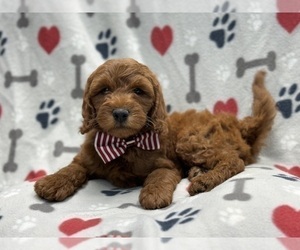 Double Doodle Puppy for Sale in LAKELAND, Florida USA