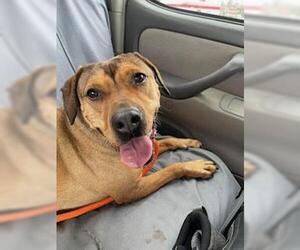 Teagan - Female Mutt Dog for Adoption - Photo #9