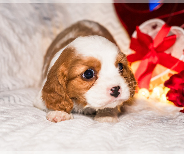 Medium Photo #13 Cavalier King Charles Spaniel Puppy For Sale in WAKARUSA, IN, USA