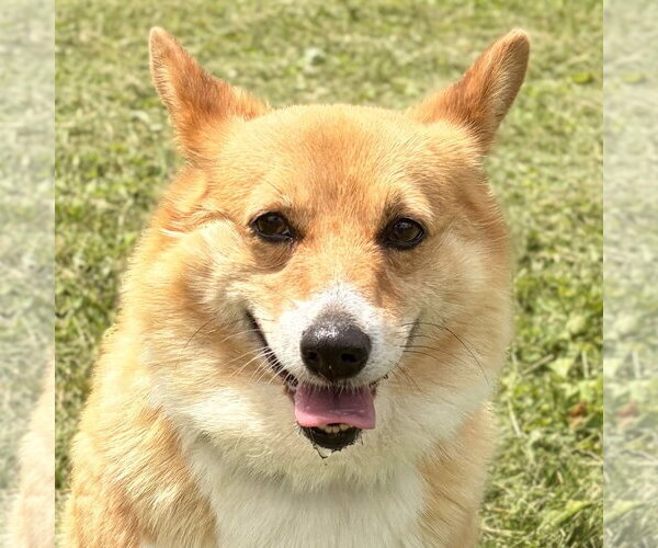 Medium Photo #1 Mutt Puppy For Sale in Jefferson, WI, USA