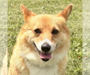 Mutt Dogs for adoption in Jefferson, WI, USA