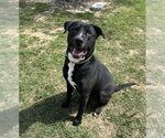Small #8 Labrador Retriever Mix