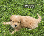 Puppy Poppy Cavapoo