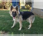 Small Photo #2 German Shepherd Dog Puppy For Sale in PENDLETON, OR, USA