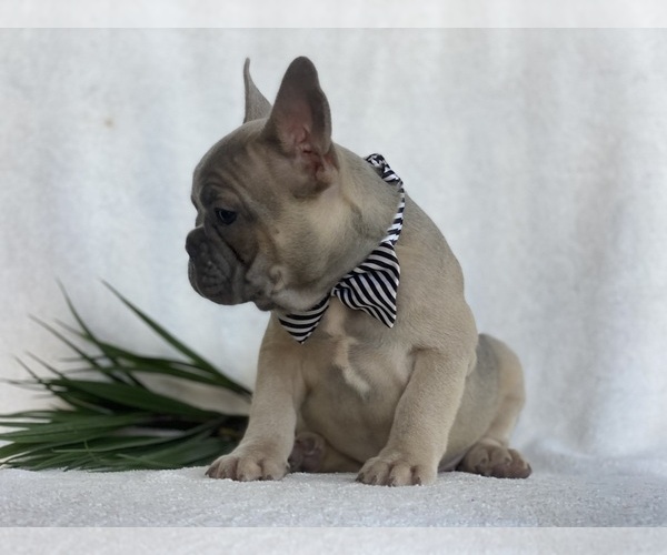 Medium Photo #6 French Bulldog Puppy For Sale in EAST EARL, PA, USA