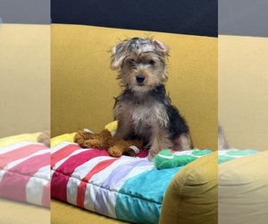 Yorkshire Terrier Puppy for Sale in KATY, Texas USA