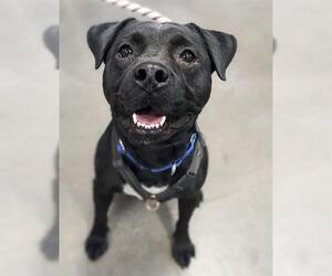 Labrador Retriever-Unknown Mix Dogs for adoption in phoenix, AZ, USA