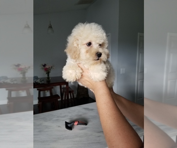 Medium Photo #4 Poodle (Toy) Puppy For Sale in ORLANDO, FL, USA