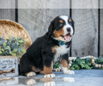 Small #3 Bernese Mountain Dog