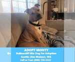 Small Photo #1 American Staffordshire Terrier-Mastiff Mix Puppy For Sale in DES MOINES, WA, USA