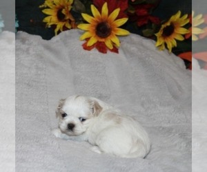 Shih Tzu Puppy for sale in THAYER, KS, USA