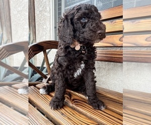 Medium Poodle (Standard)