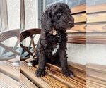 Puppy Brown Collar Poodle (Standard)
