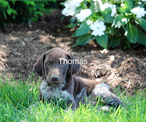 Medium Photo #4 German Shorthaired Pointer Puppy For Sale in GORDONVILLE, PA, USA