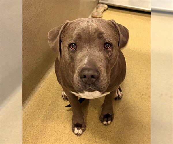 Medium Photo #1 Mutt Puppy For Sale in Rancho Cucamonga, CA, USA