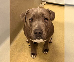 Mutt Dogs for adoption in Rancho Cucamonga, CA, USA