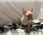 Small #1 French Bulldog