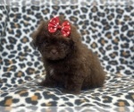 Small ShihPoo