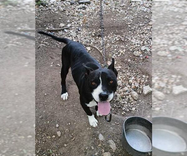 Medium Photo #1 American Staffordshire Terrier-Unknown Mix Puppy For Sale in San Antonio, TX, USA