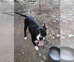 Small American Staffordshire Terrier Mix