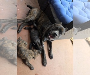 Father of the Cane Corso puppies born on 03/23/2026