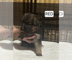 Small Photo #234 German Shepherd Dog Puppy For Sale in LA FAYETTE, NY, USA