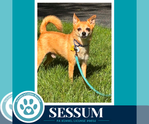 Sessum 082926 - Male Chihuahua Dog for Adoption - Photo #2